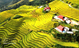 Tuyen Quang teams up with China s Wenshan to draw tourists